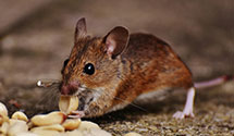 24 Hour & Emergency Exterminators in Big Bear Lake, CA